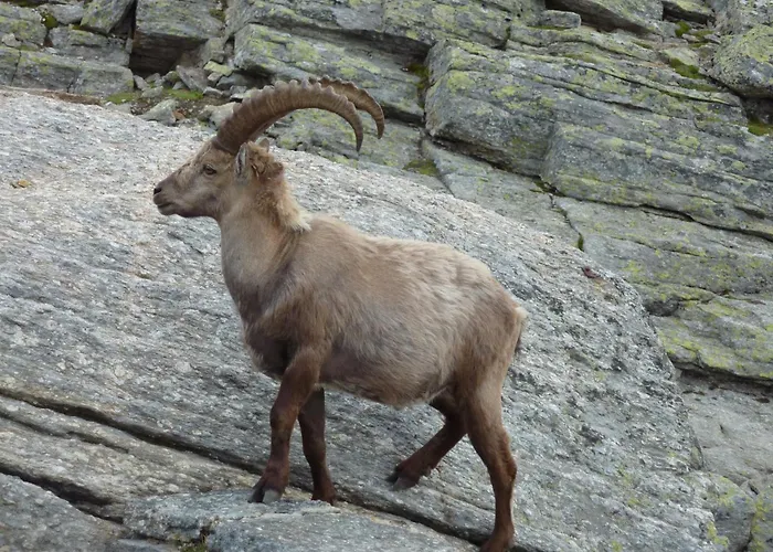 Modernes L Berge L Naehe Zermatt L Graechen * Sankt Niklaus