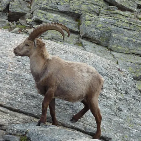 Modernes L Berge L Naehe Zermatt L Graechen * Sankt Niklaus